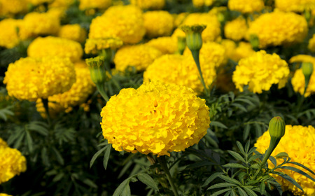 yellow flowerの写真素材