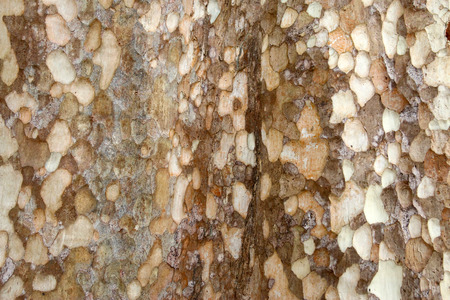 tree bark textureの写真素材