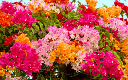 Colorful flowerの写真素材