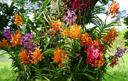 Orchid flowerの写真素材