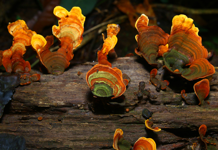 orange fungus grow on wooden branchの写真素材