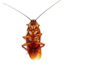 Dead cockroach on white background