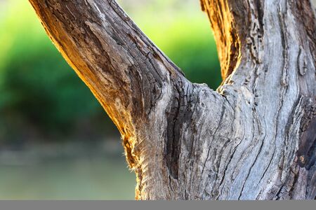 bark treeの写真素材