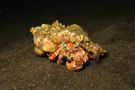 Big colorful crab on the sand bottom.の写真素材