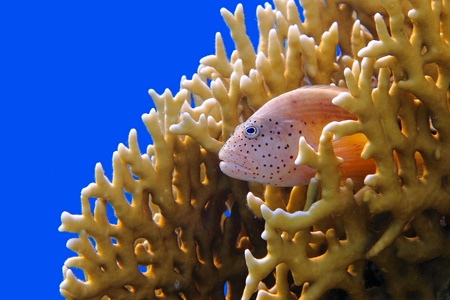 Hawkfish sitting in the yellow coral reef with the deep blue ocean water in the background. Hawkfish in the righ, blue water background in the left, yellow coral around.の写真素材