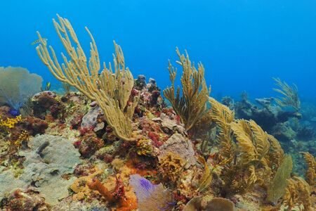 Yellow, purple and red corals and plants on the tropical reef. Light blue water background. Sponges,...