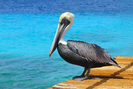 Pelican standing on brown wooden pier with beautiful exotic cyan ocean water in background. Tropical serene pier scene with Caribbean sea.の写真素材