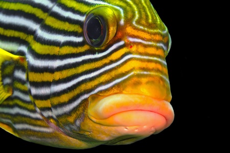 Curious colorful sweetlip tropical fish with black background. Coral reef fish head detail with face looking into the photo camera. Scuba diving underwater photography.の写真素材