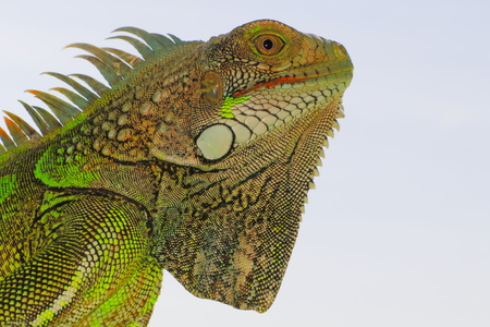 Bright green iguana head profile on light blue background. The lizard that looks like a small green dragon.の写真素材