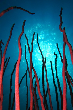 Red bright soft coral shapes on the underwater tropical reef.の写真素材