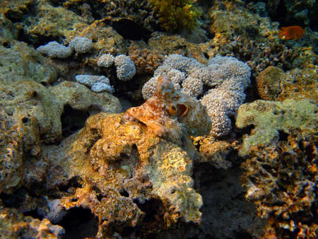 Red octopus, swimming fish and vivid tropical reef. Marine life, corals and fish. Underwater photography from snorkeling in the shallow ocean. Octopus and fish.の写真素材