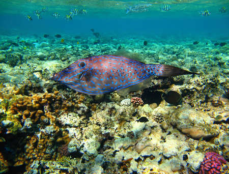 Swimming scrawled filefish (Aluterus scriptus) in shallow ocean with coral reef. Snorkeling with...