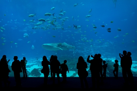 The picture captures the people in Aquarium の写真素材