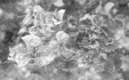 Double exposure of bougainvillea and daisiesの写真素材