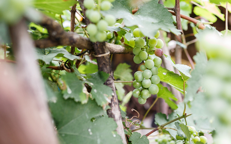 The fresh grape at the garden.の写真素材