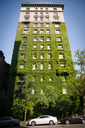 Tall NYC building covered with green ivy.のeditorial素材