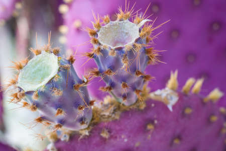 Macro shot of spikey purple cactusの写真素材