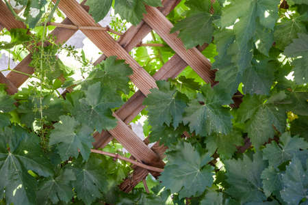 Dark green grape vines on fenceの写真素材