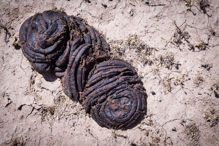 Bull feces waste on brown groundの写真素材