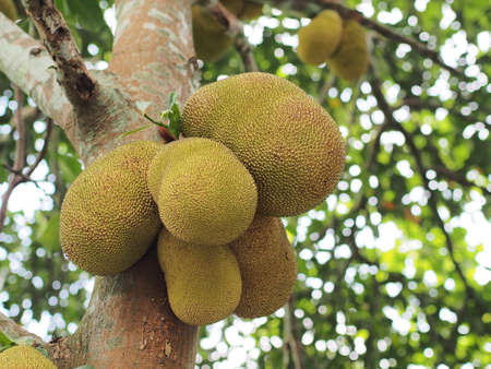 Jackfruit is a tropical fruit ripening on the treeの写真素材