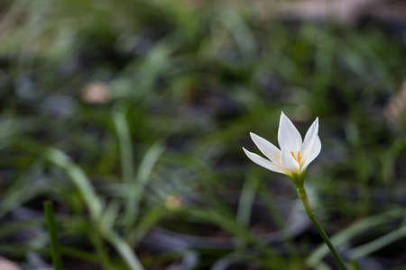 beautiful flower on the floorの写真素材