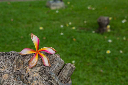 beautiful flowerの写真素材