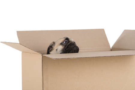 Dog in a box. Funny little dog looking out of the cardboard box while isolated on white