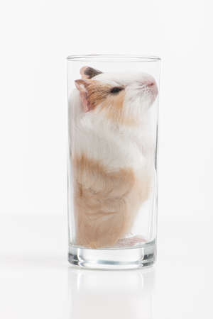 funny hamster sitting in glass on white background. Syrian hamster sleeping in transparent glass jarの写真素材