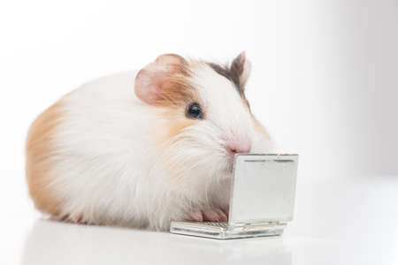 one hamster closeup isolated on white. little animal closeup sitting and typingの写真素材