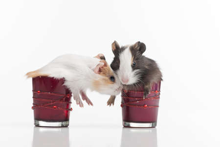 two fluffy funny hamster into glasses. two baby guinea pig in glass isolated 