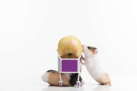 two funny hamsters with shopping cart. two rodents and cart having appleの写真素材