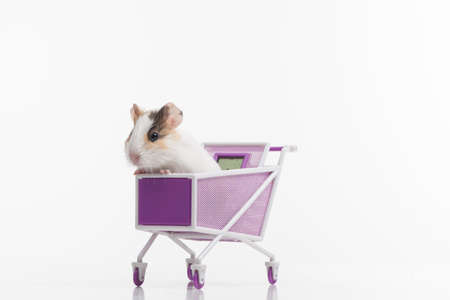one funny hamster with shopping cart. one rodent sitting in purple cartの写真素材