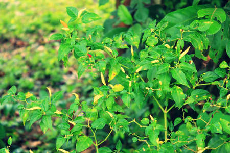 paprika haulm leavesの写真素材