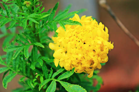 marigold princess of flowerの写真素材