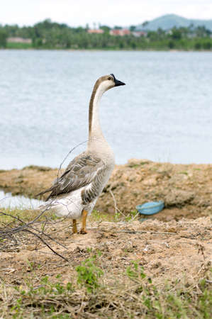 goose in front of the wide riverの写真素材