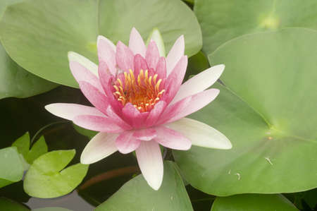 pink blossom の写真素材