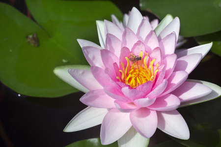 lotus is Blossomingの写真素材