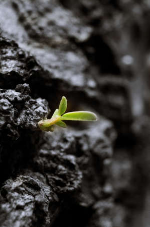 green among blackの写真素材