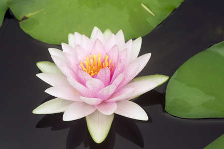 faithful Lotus in the waterの写真素材
