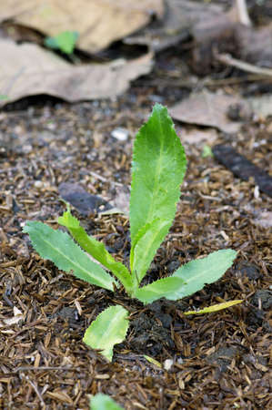 Dietary fiber from parsleyの写真素材