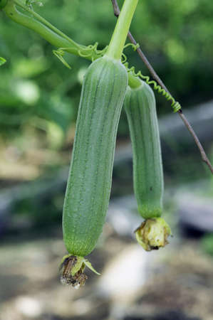Growing Zucchini の写真素材