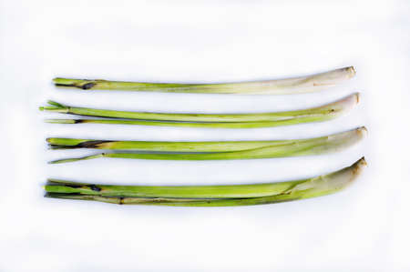 lemon grass is a plant for flavoringの写真素材