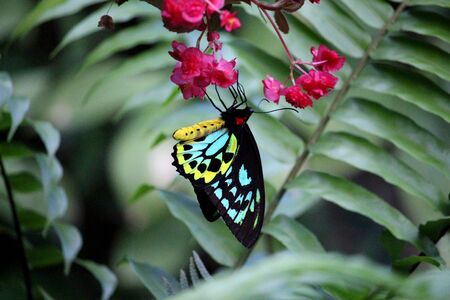 Ornithoptera euphorion butterfly hanging on flowersの写真素材