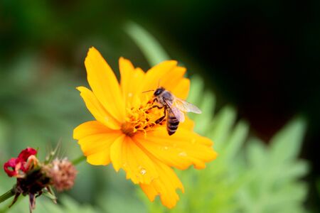Apis mellifera honey bee on a flowerの写真素材