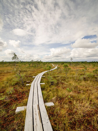 swamp view wtih lakes and footpathの写真素材