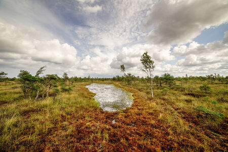 swamp view wtih lakes and footpathの写真素材