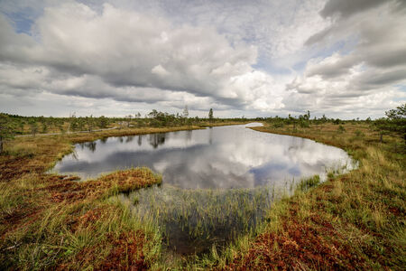 swamp view wtih lakes and footpathの写真素材