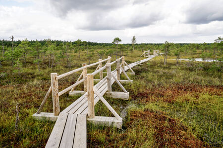 swamp view wtih lakes and footpathの写真素材