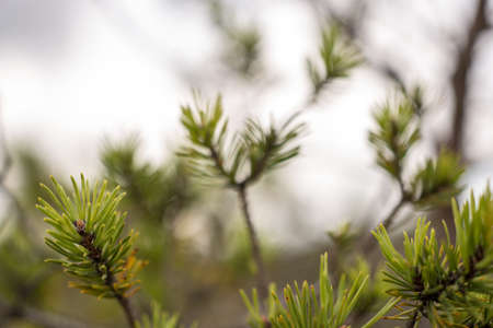 closeup of beautiful green plants with blur backgroundの写真素材