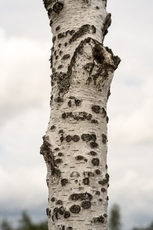 tree trunk closeupの写真素材